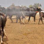 بالأرقام.. الصحة تكشف  إحصائيات الحمى النزفية في عموم العراق